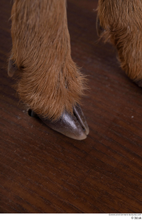 Deer doe foot hoof 0005.jpg